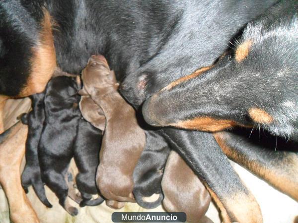 doberman ganadores de 1º premio de belleza