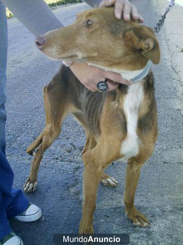 ADOPTA A REINA