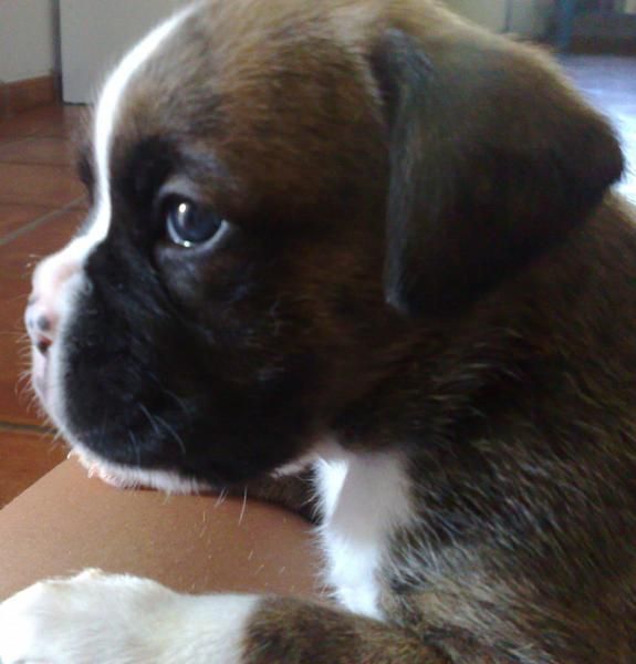 Cachorros de Boxer, 150 euros