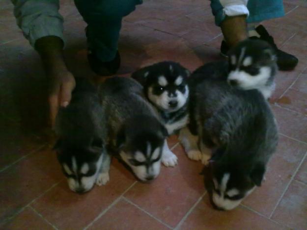 HUSKYS SIBERIANOS