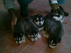 HUSKYS SIBERIANOS - mejor precio | unprecio.es