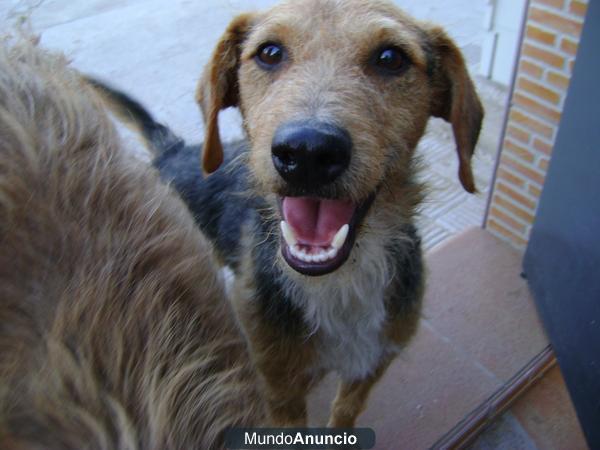 perrito en adopcion