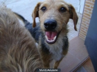 perrito en adopcion - mejor precio | unprecio.es