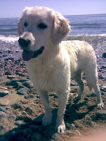 REGALO GOLDEN RETRIEVER