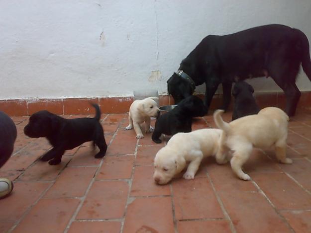 vendo cachorros de labrador