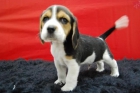 beagle cachorros de calidad y compromiso cnsjoimca - mejor precio | unprecio.es