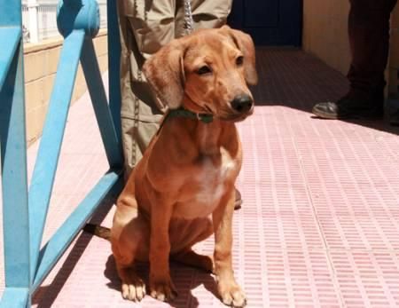 CACHORRITA  3 MESES BRACO HUNGARA BUSCA HOGAR