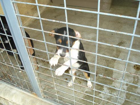 Cachorrito de 3 meses estan muriendo todos sus compañeros ayudalo antes de que muera