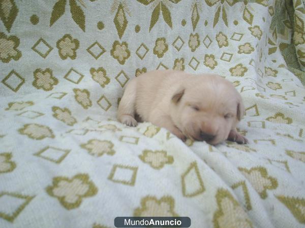 CACHORROS PASTOR BELGA - LABRADOR