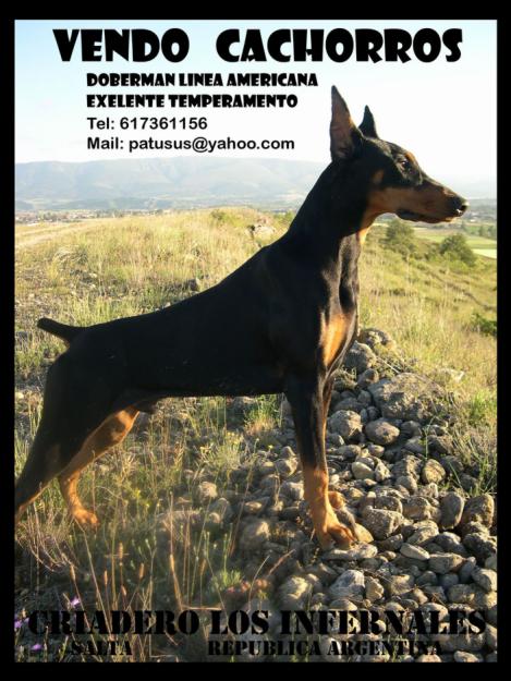 Doberman Argentino