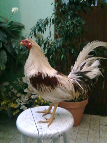 GALLERA BUGALLO