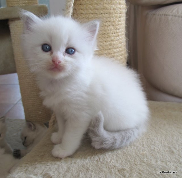 Gatitos Ragdoll registrado en TICA