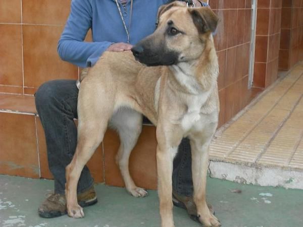 Nut, cachorra de 7 meses en adopcion