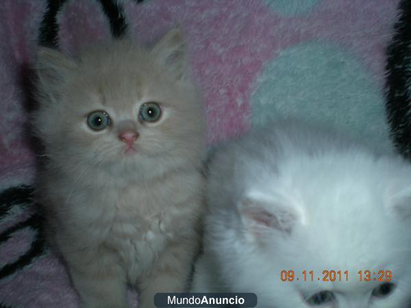 SE VENDE GATITOS PERSA/ ANGORA