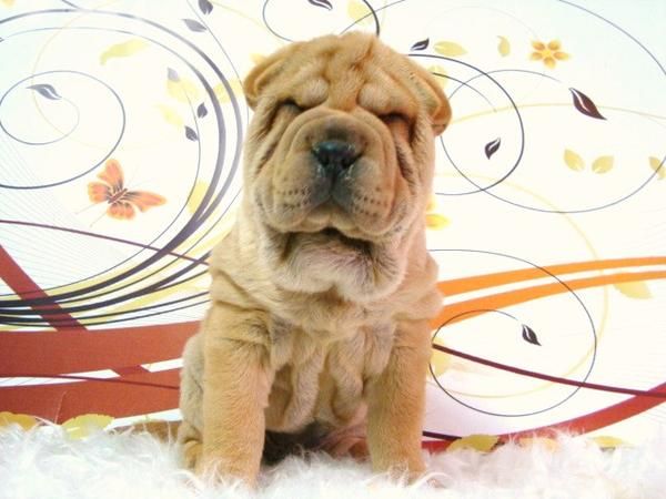 SHAR PEI LINDOS EJEMPLARES DE CALIDAD