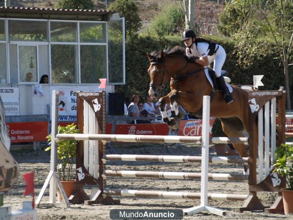 Venta de caballo de salto