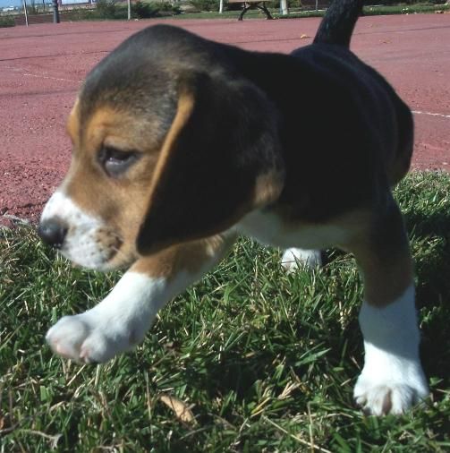 Cachorrita beagle tricolor.Sur de Madrid
