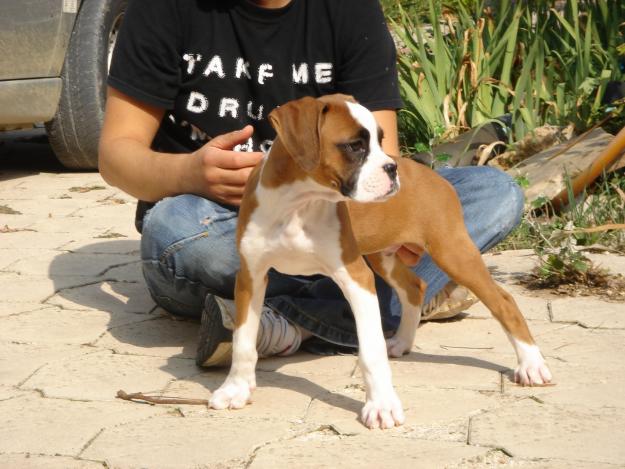 Cachorros de Boxer