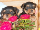 Cachorros de yorkshire terrier toy con pedigree loe - mejor precio | unprecio.es