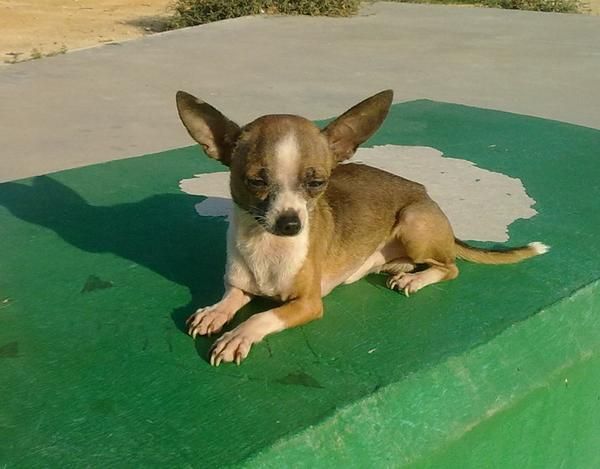 chihuahua con pedigri