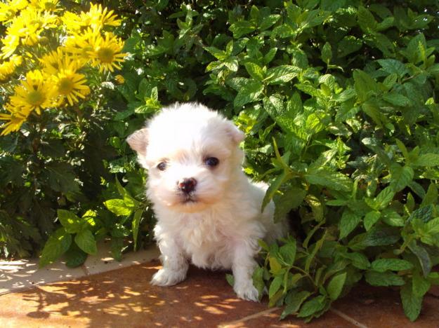 Preciosos Cachorros de Bichon Maltes Toy, Calidad y Garantia