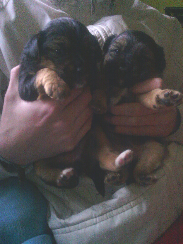 Se regalan cachorros!