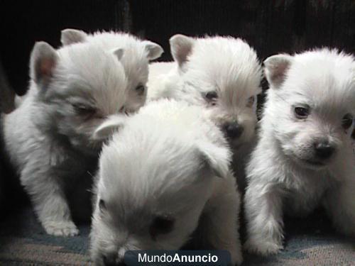 SE VENDE CACHORROS DE WEST HIGLAN WHITE TERRIER jh