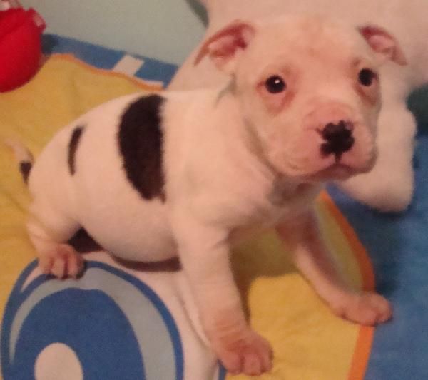 vendo cachorrita de american pitt bull