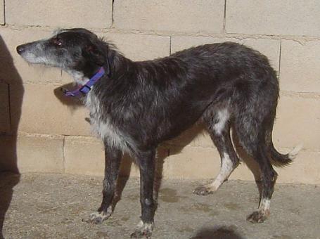 Viena, X de galgo en adopción