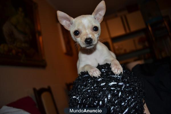 ¡¡¡¡ CACHORRITA CHIHUAHUA TOY PARA NAVIDAD !