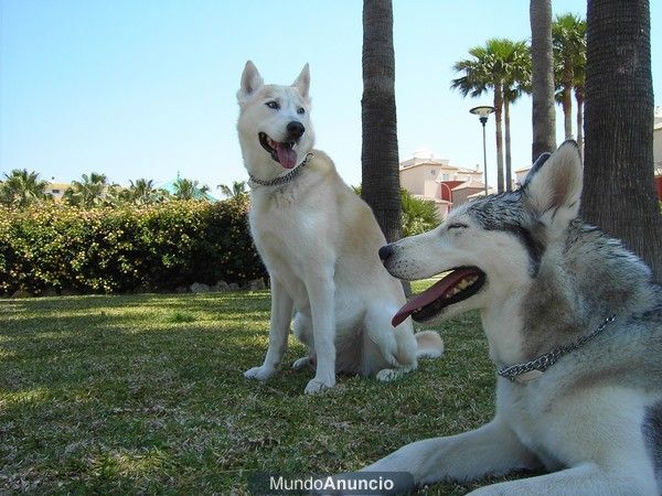 Busco perra para mi perro husky - España