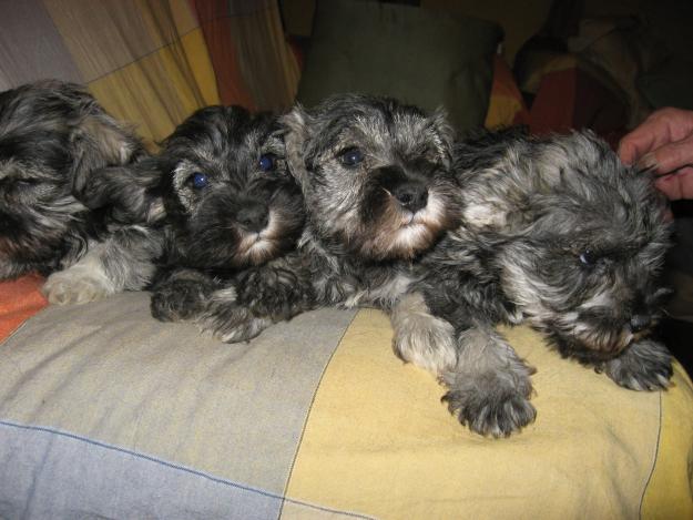 Cachorros Schnauzer mini