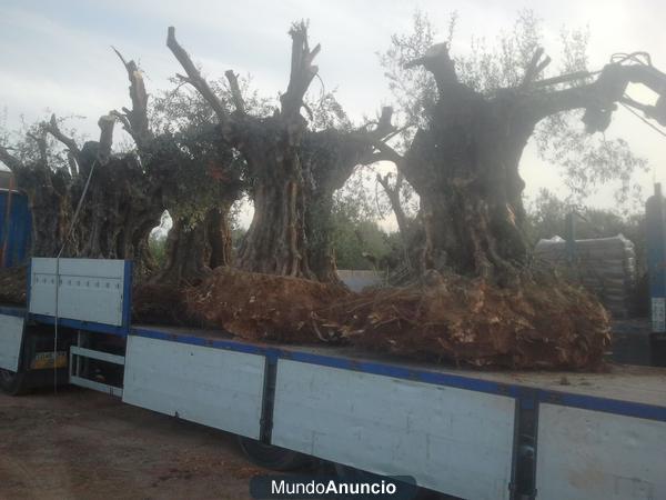 olivos centenarios ornamentales