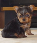 Preciosos cachorritos de yorkshire terrier toy - mejor precio | unprecio.es