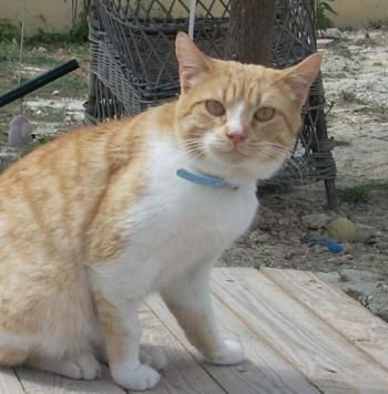 RAUL, GATITO MUY MIMOSO EN ADOPCION...