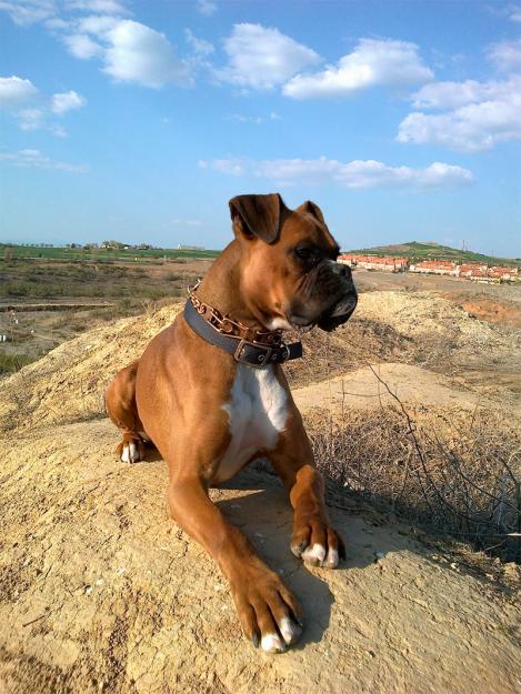 Regalo perro boxer canela