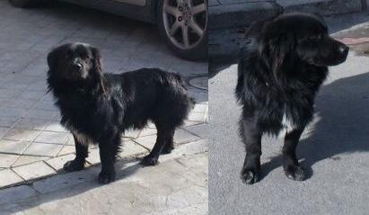 URGENTE, se regala perro en Cullar Vega (Granada)‏