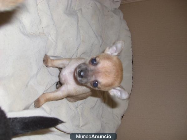 VENDO INCREIBLE CAMADA DE CHIHUAHUAS