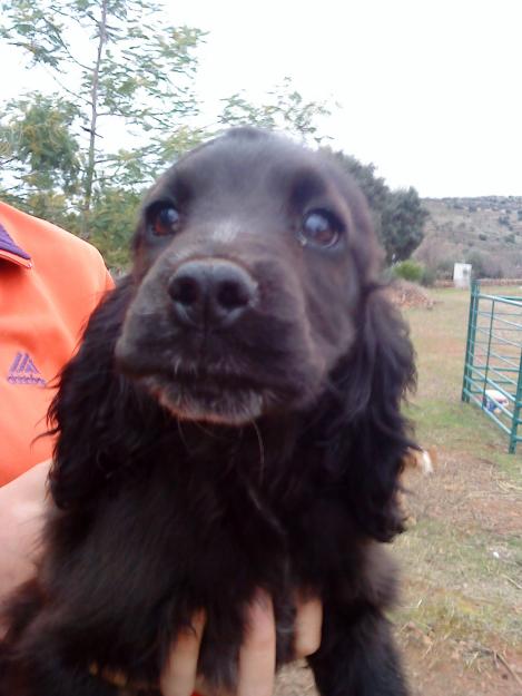 venta de preciosos cachorros de cocker