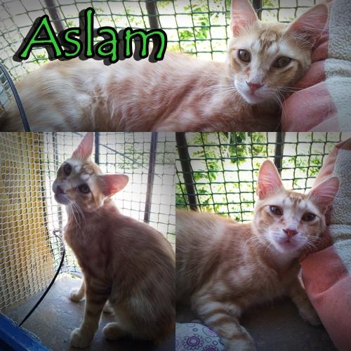 ASLAM, hermoso gato de pelo largo de 4 meses en adopción.