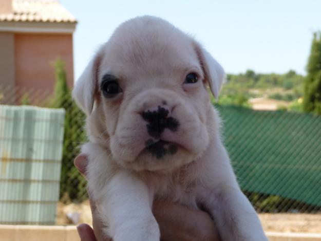 BOXER MACHO BLANCO