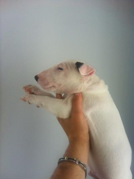 Bull terrier hijo de multi ch en coprop