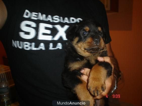 cachorras de rottweiler  250