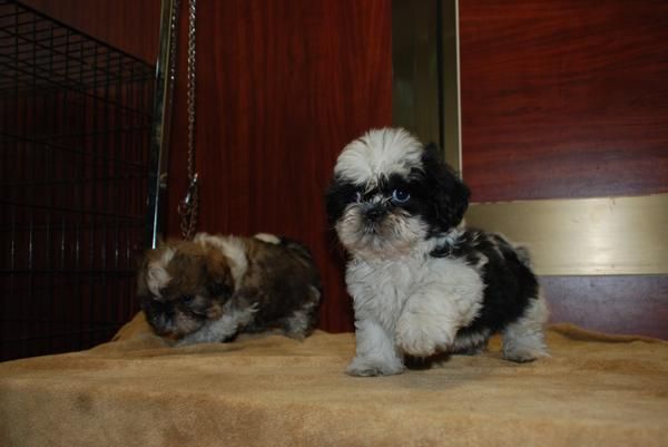 EXCELENTES SHIH TZU