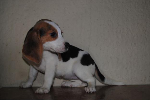 OFERTA DE CAMADA DE BEAGLES TRICOLOR 250€