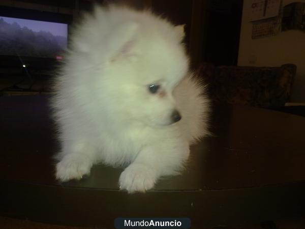 POMPONES DE POMERANIA DE CRIA NO TRAFICO.BLANCOS