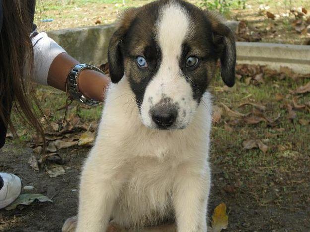 Precioso cachorrito de dos meses y medio busca un hogar