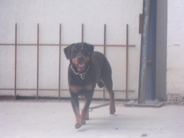 se vende hembra rotweiler adulta