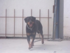 se vende hembra rotweiler adulta - mejor precio | unprecio.es