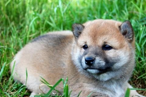 3 mese Shiba inu cachorros